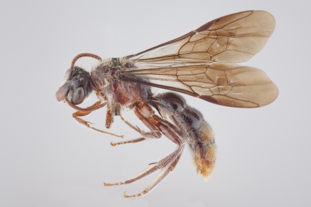 [Parathrincostoma seyrigi male (lateral/side view) thumbnail]